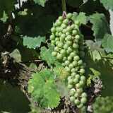 DSCF0040Viini