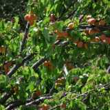DSCF9894Aprikoosi