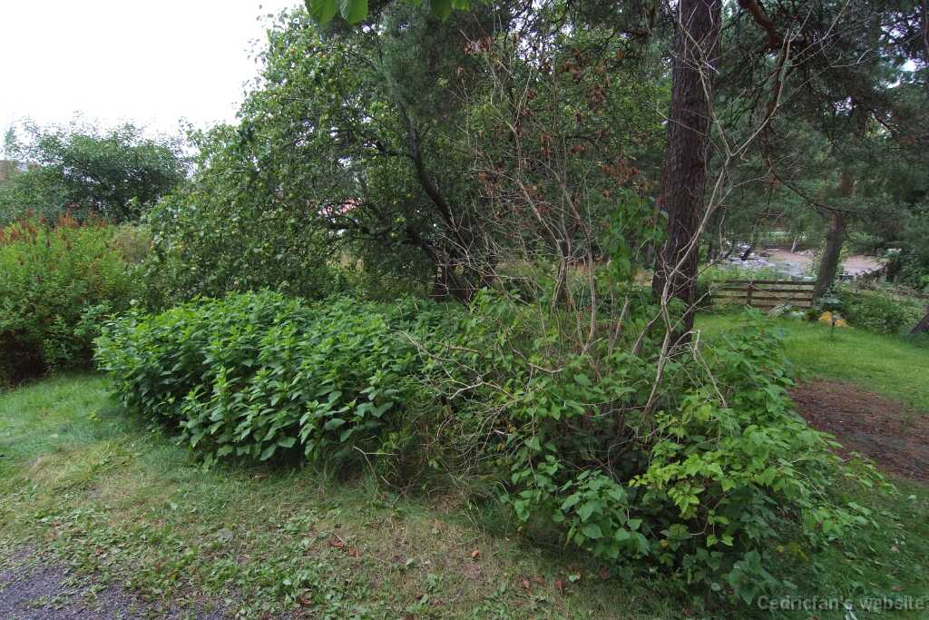 DSCF2417