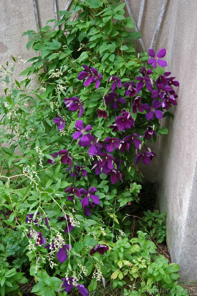 DSCF2418