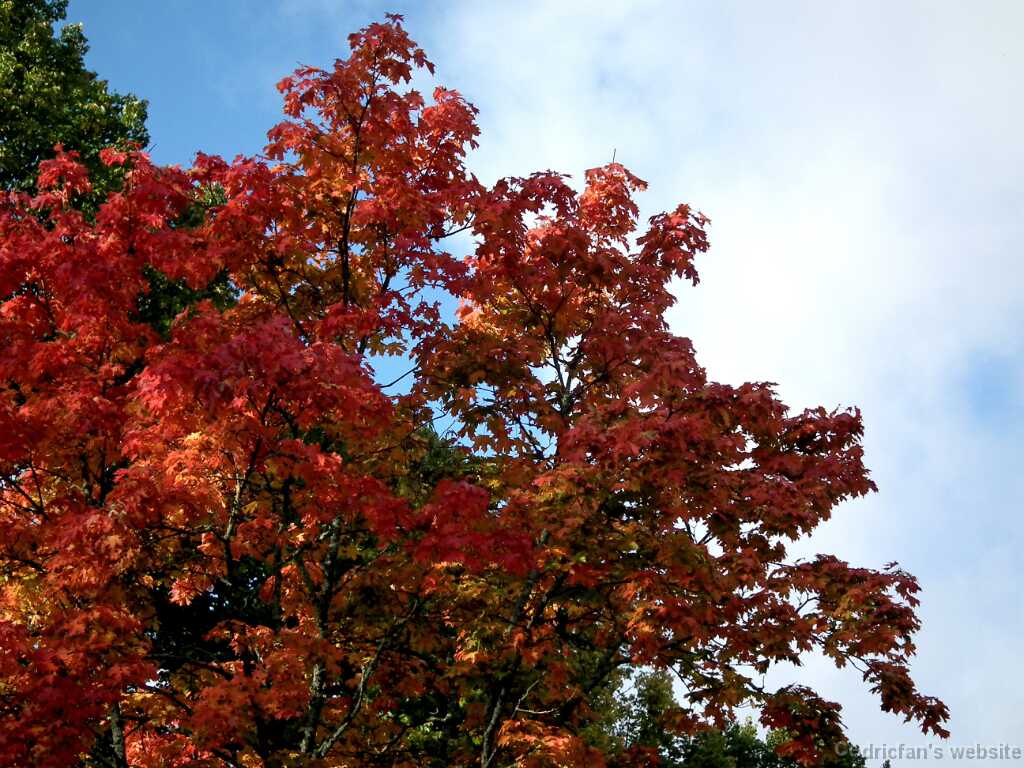 DSCF0212
