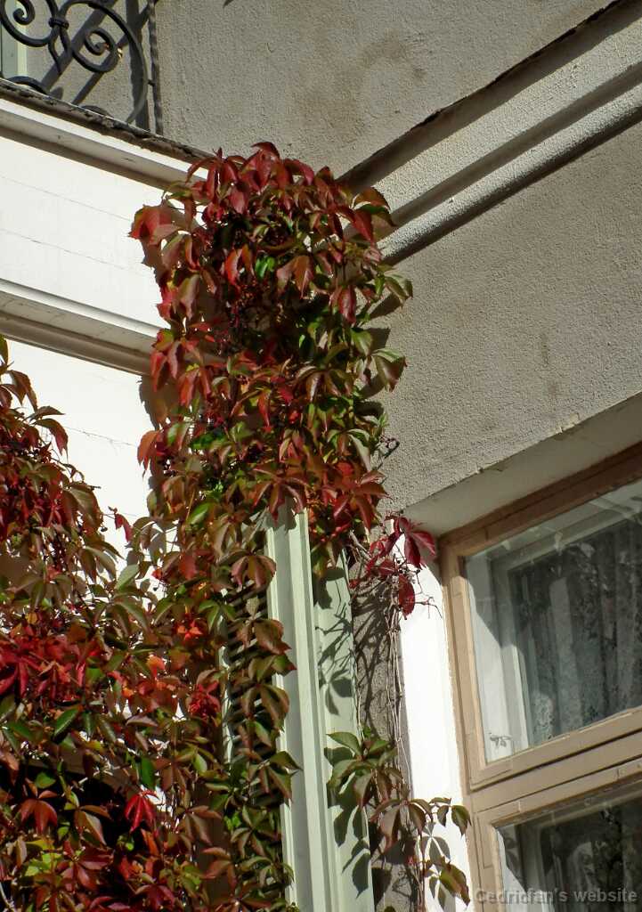 DSCF0221