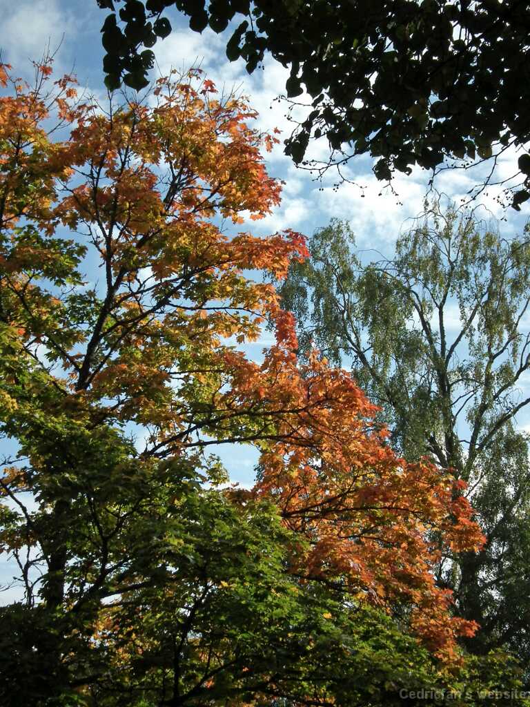 DSCF0227