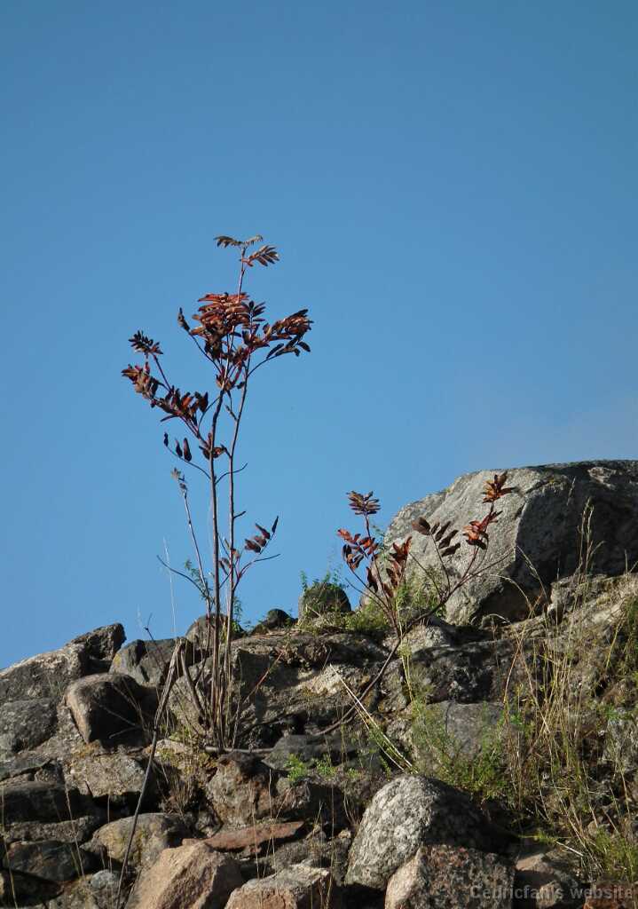 DSCF0244