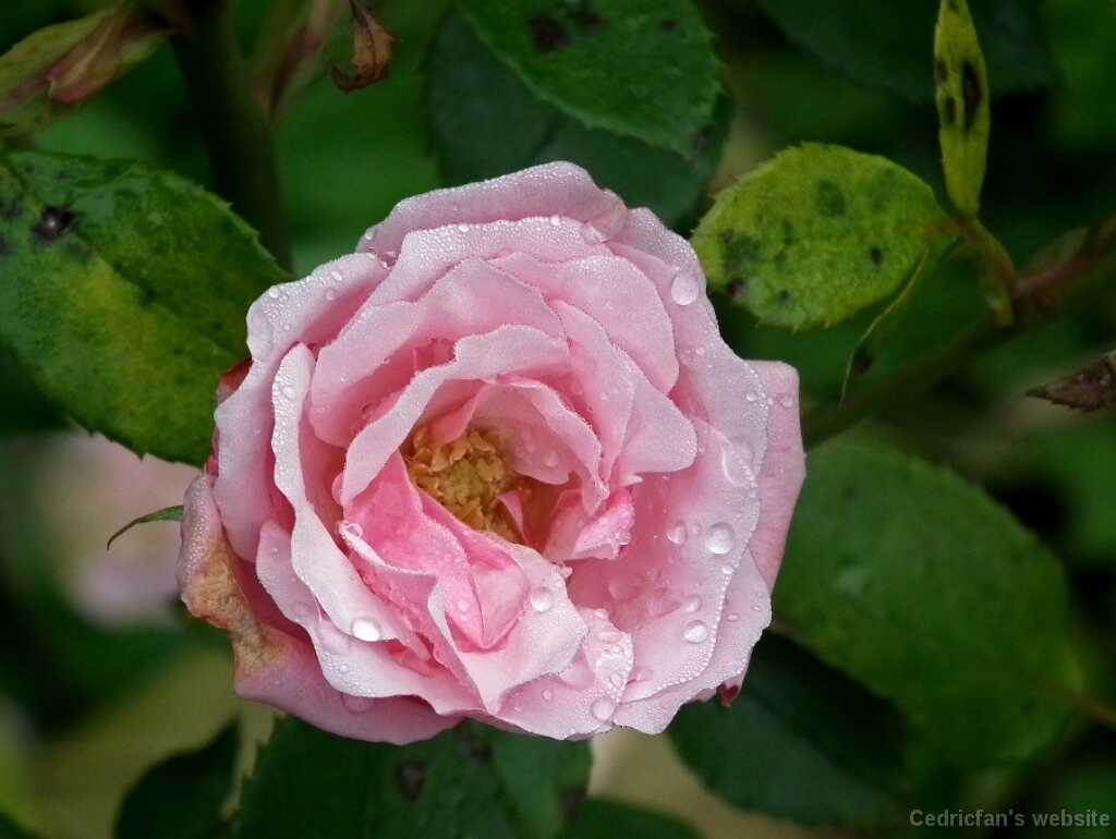 DSCF0309