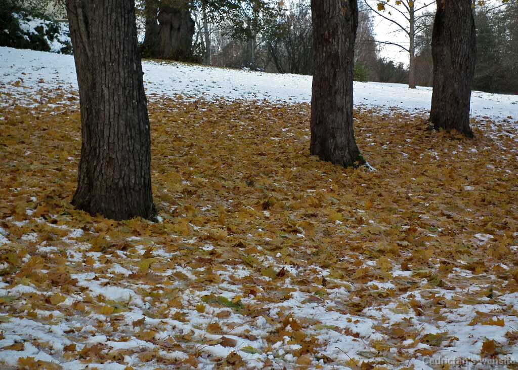 DSCF0329