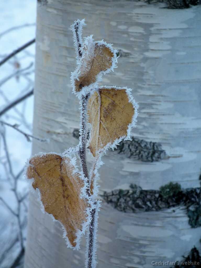 DSCF0355