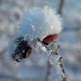 12 01 Winter Ruissalo 2