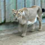 12 10 Tallinn Zoo