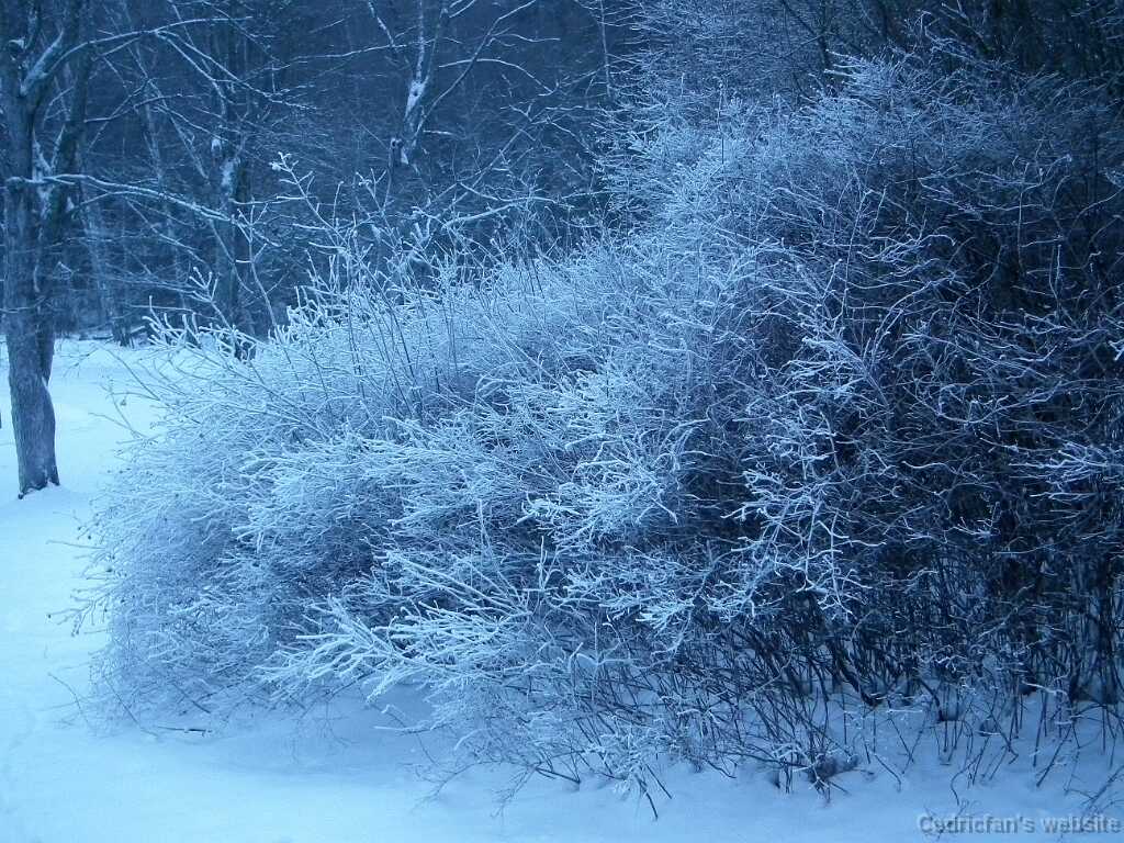 DSCF0537
