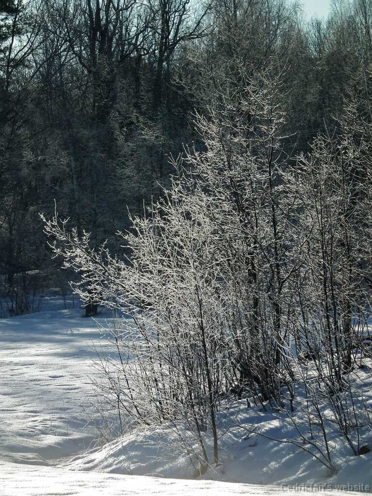 DSCF0594