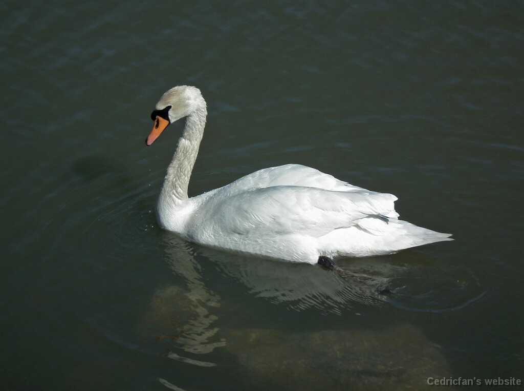 DSCF0799