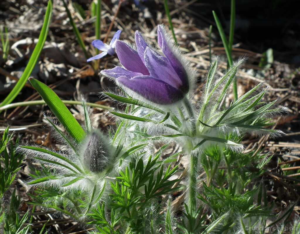 DSCF1077