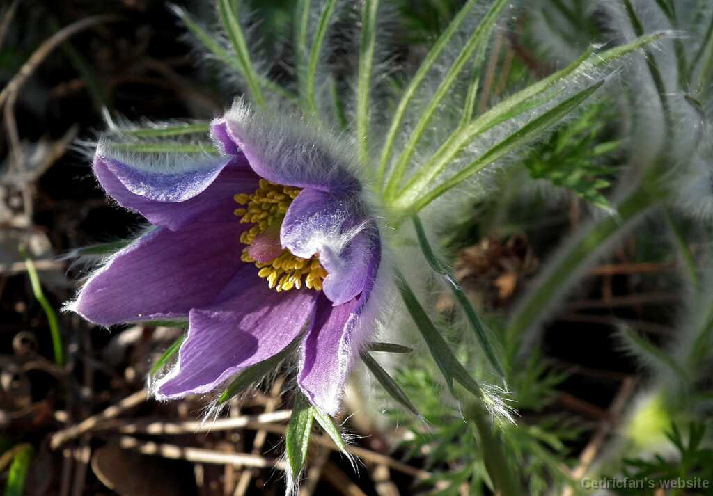 DSCF1094