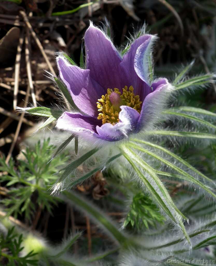 DSCF1096