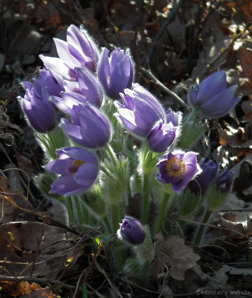 DSCF1099
