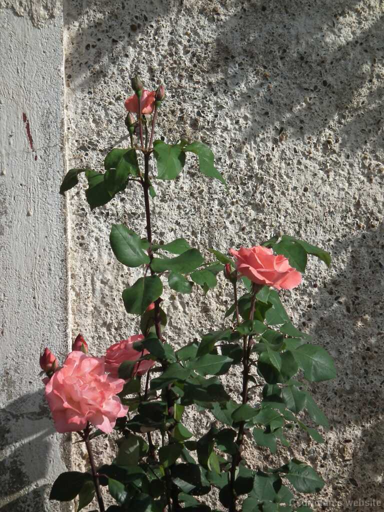 DSCF1302