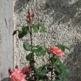 DSCF1302