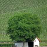 DSCF1310