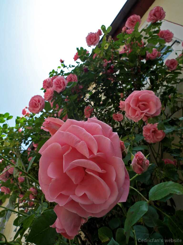 DSCF1864