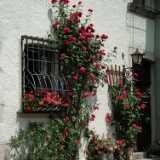 DSCF1893