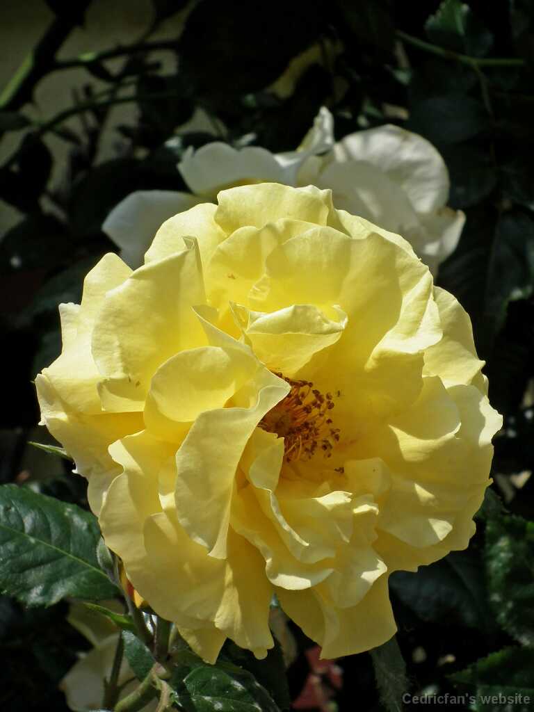 DSCF1843