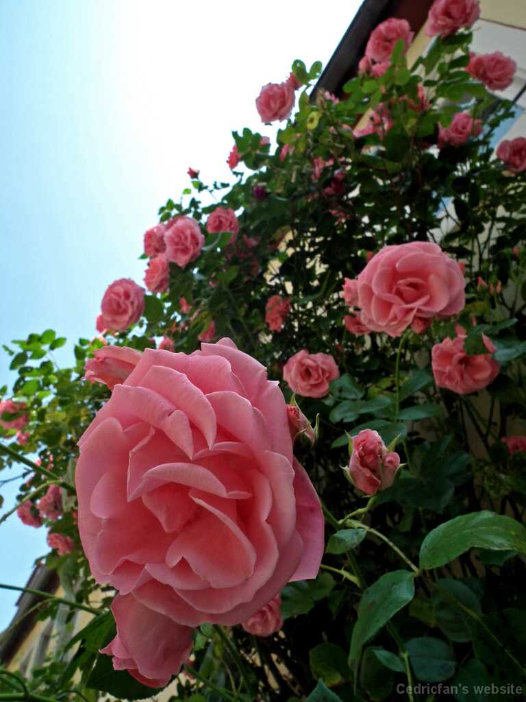 DSCF1863