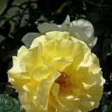 DSCF1843