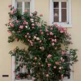 DSCF1844