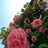 DSCF1863