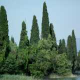 DSCF1642