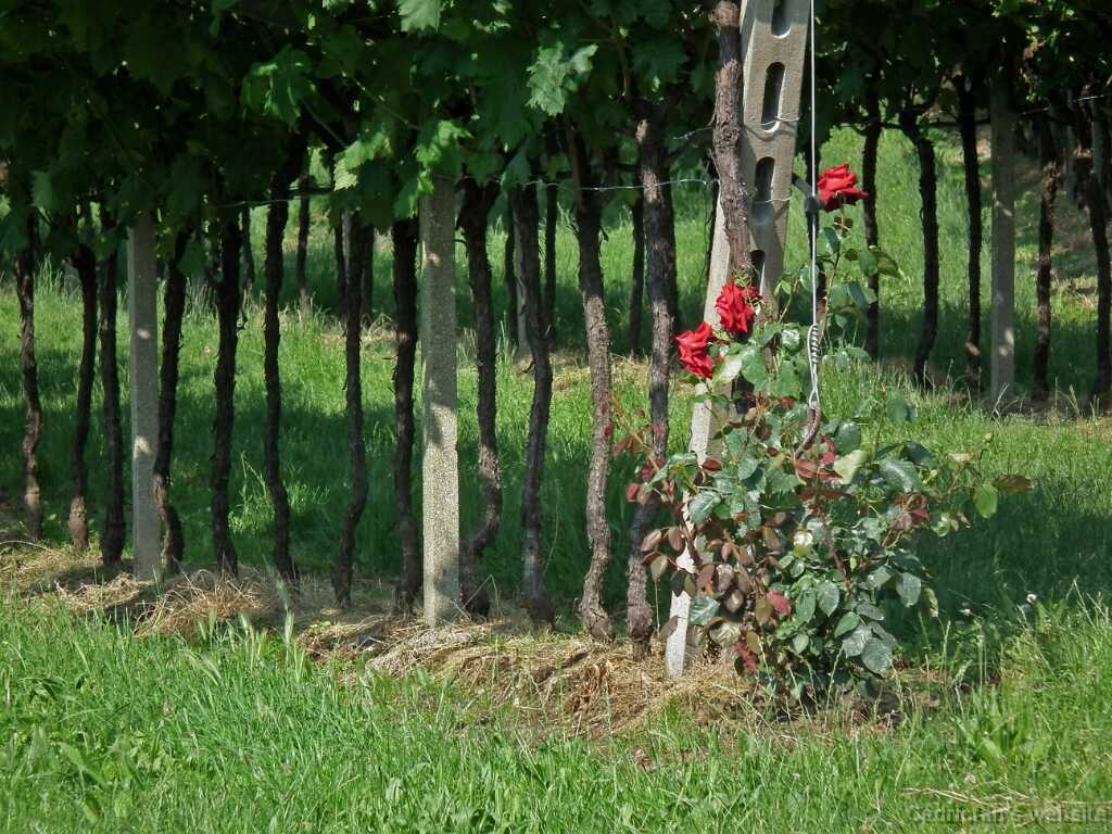 DSCF1474