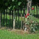 DSCF1474