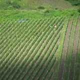D Mosel Taube