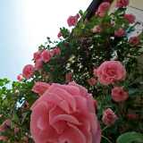 D Rothenburg 2