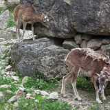 D Wildpark