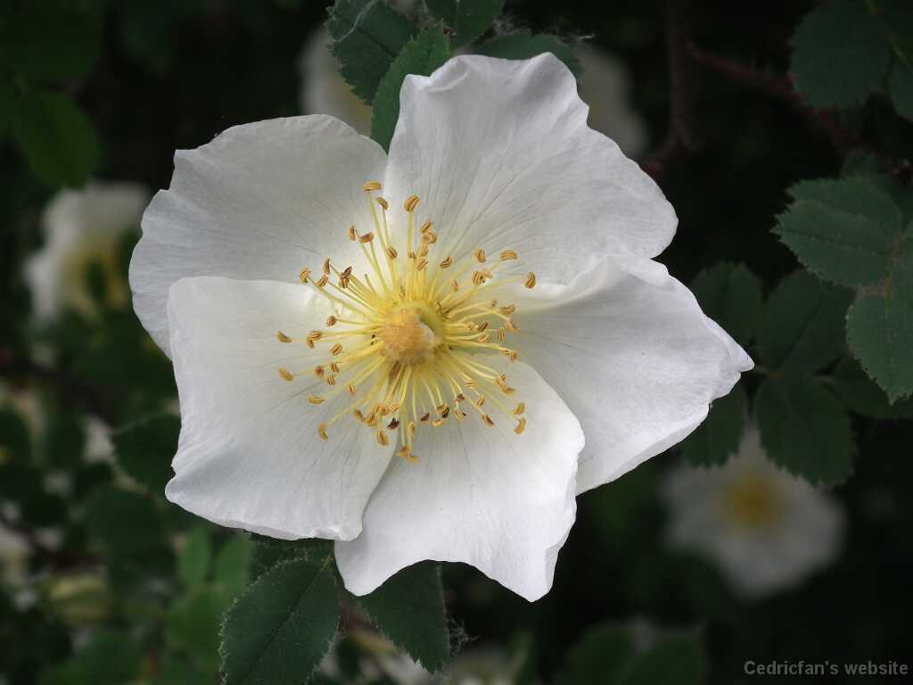 DSCF1275