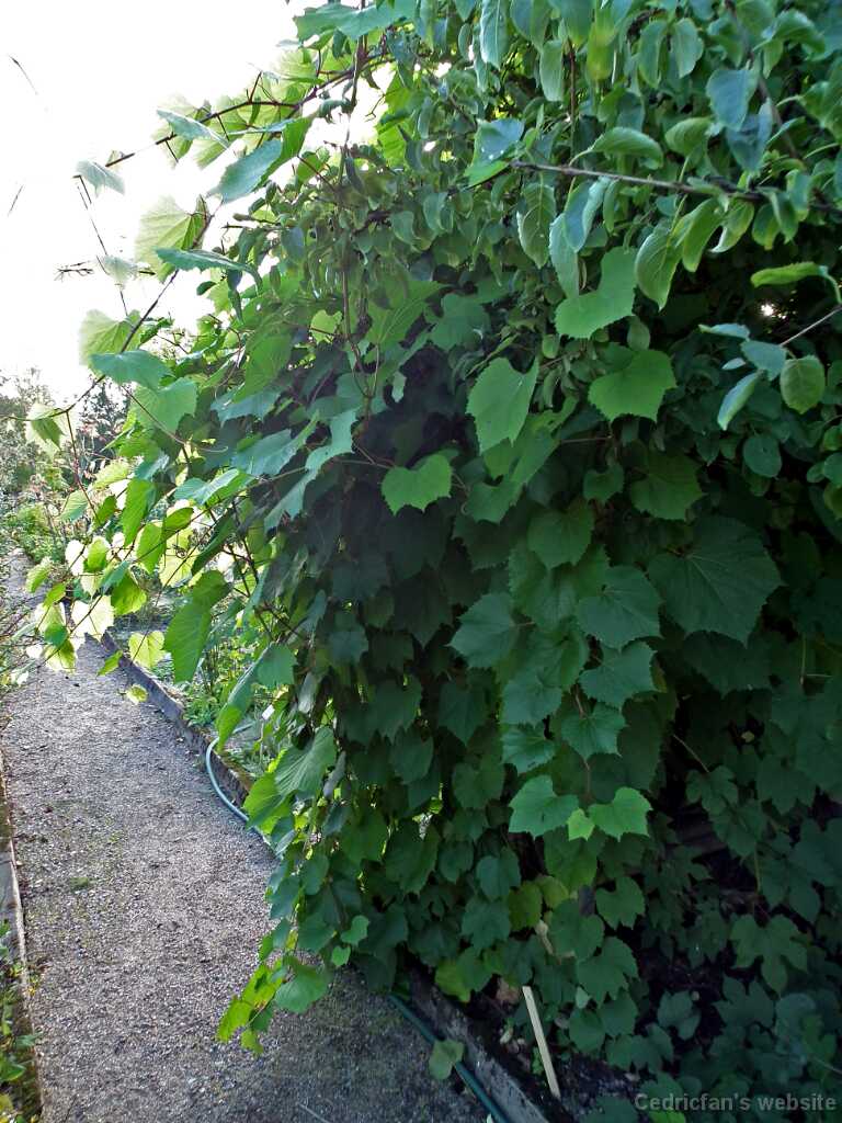 DSCF2975