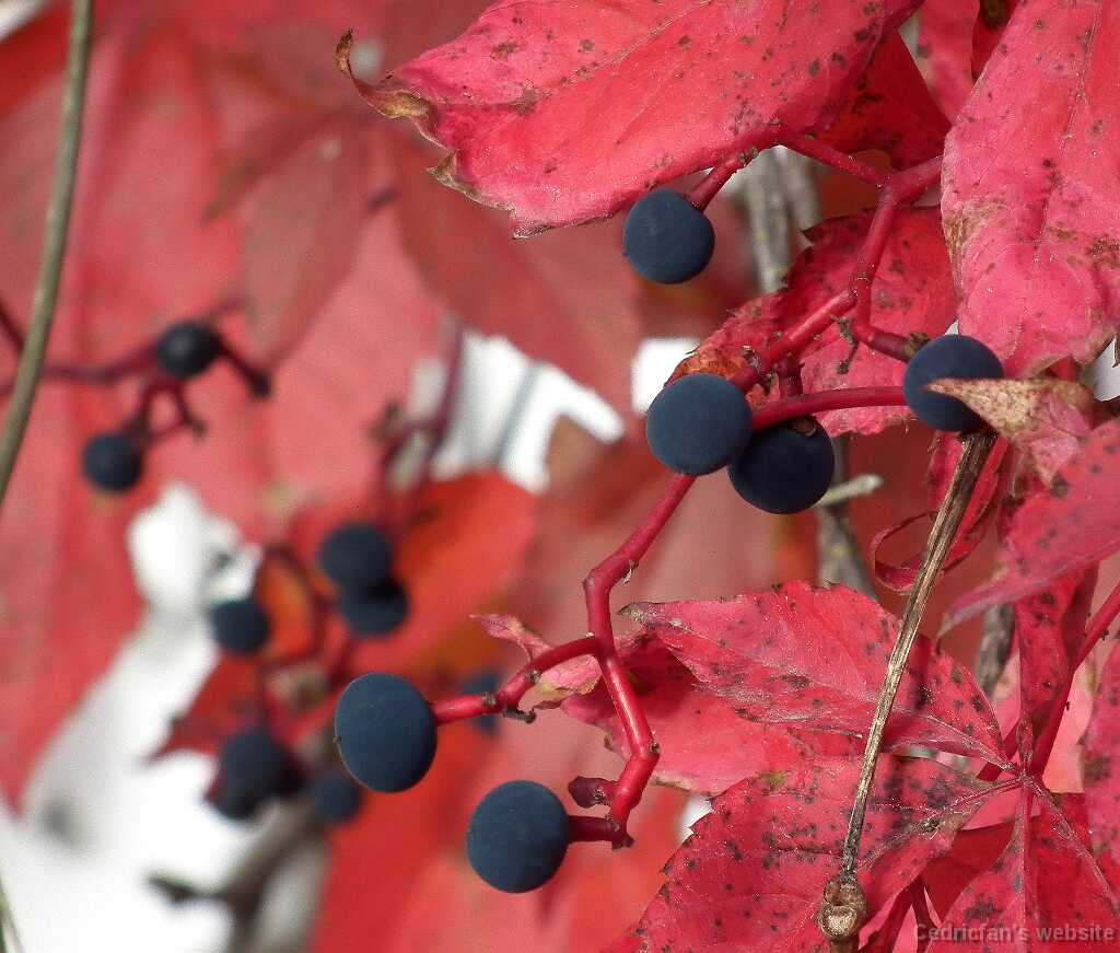 DSCF3103