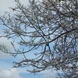 13 06 Tree death web