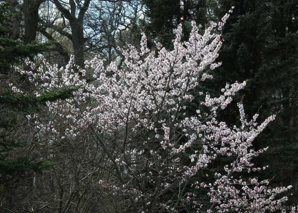 DSCF3432