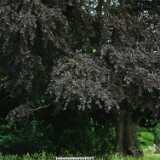 DSCF4326