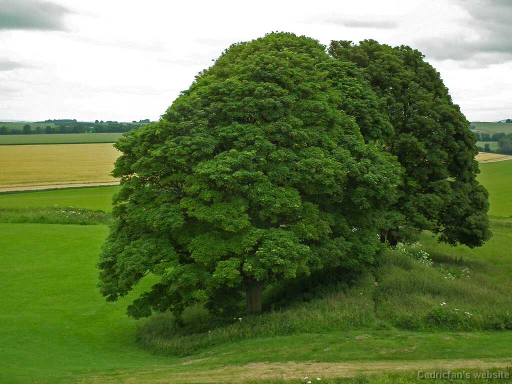 DSCF4239