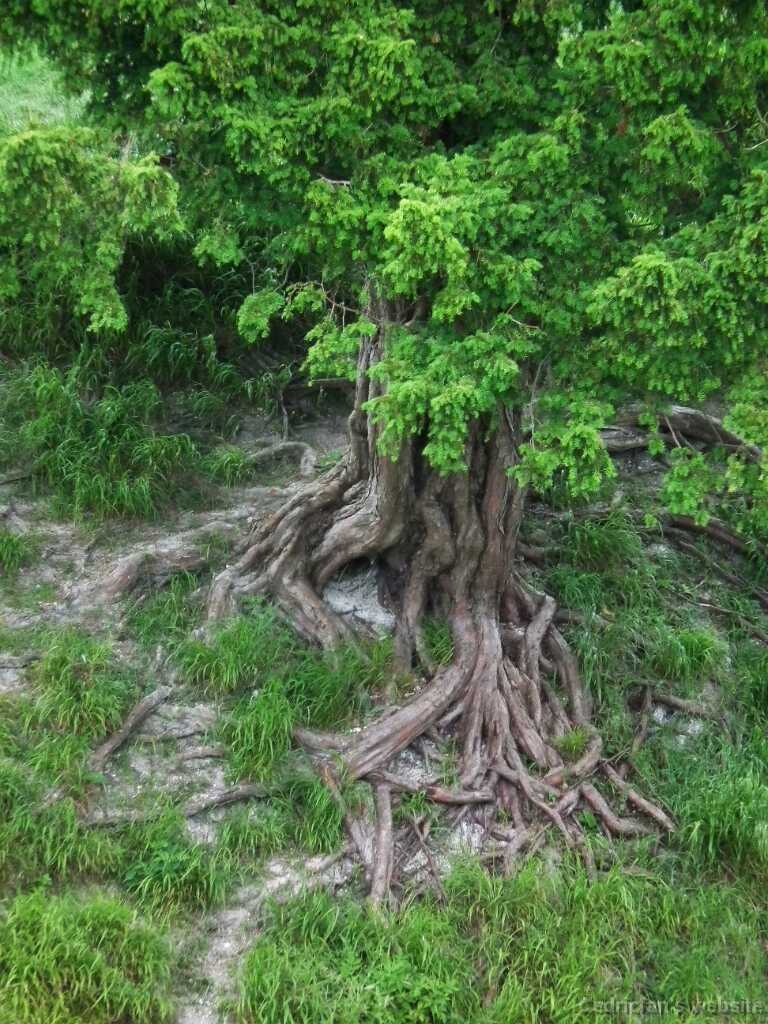 DSCF4264