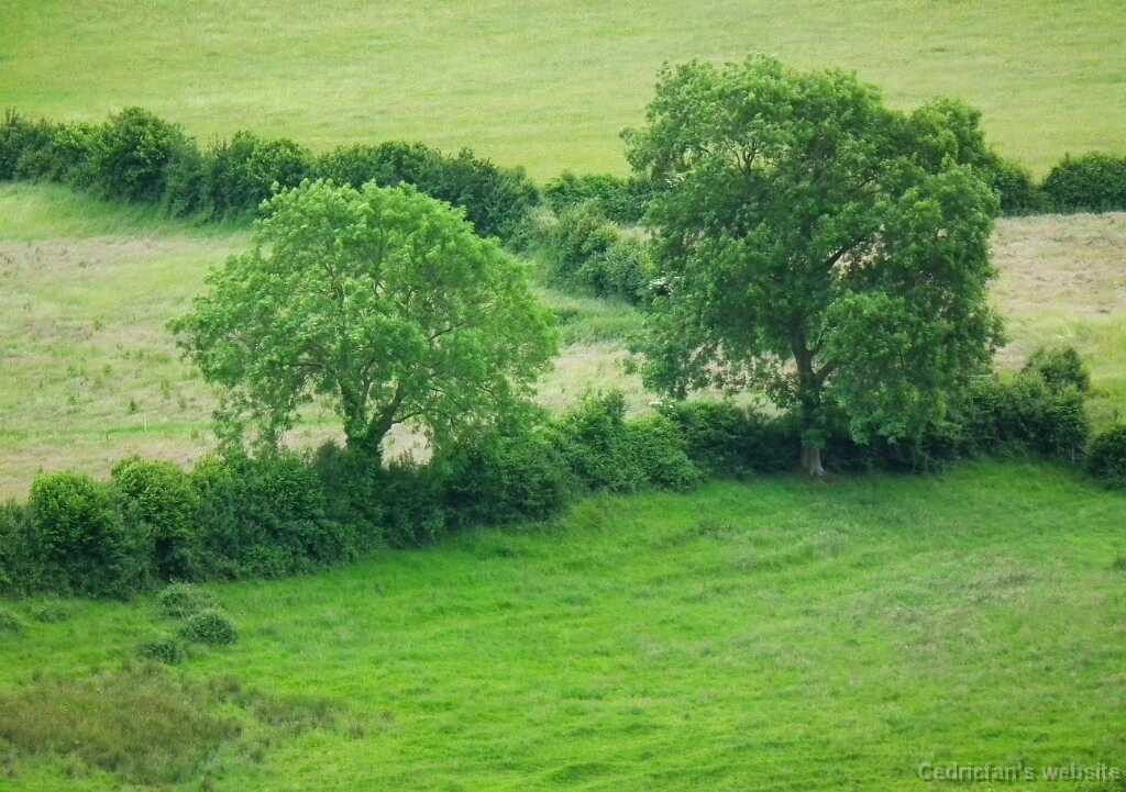 DSCF4425