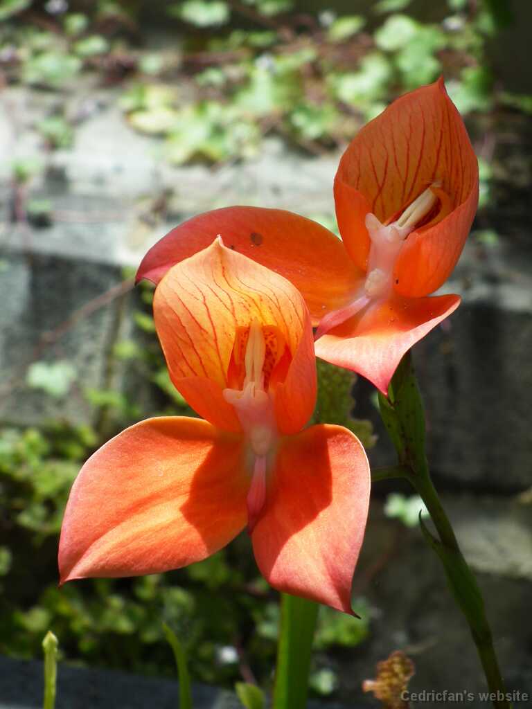 DSCF4476