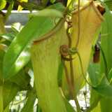 DSCF4475