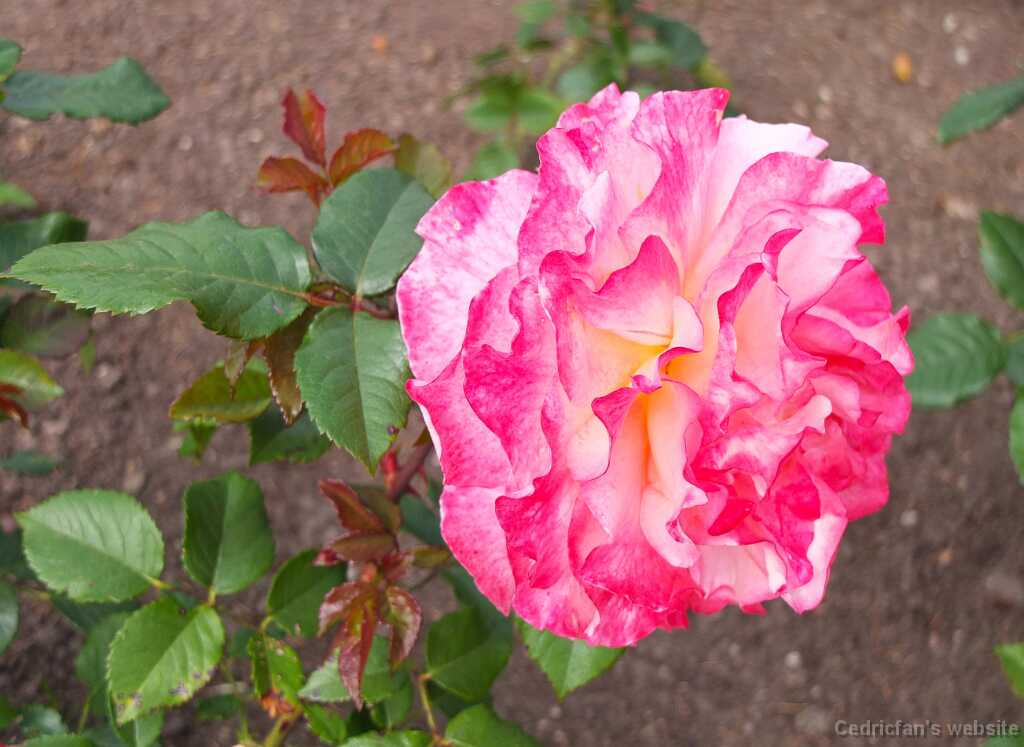 DSCF4080