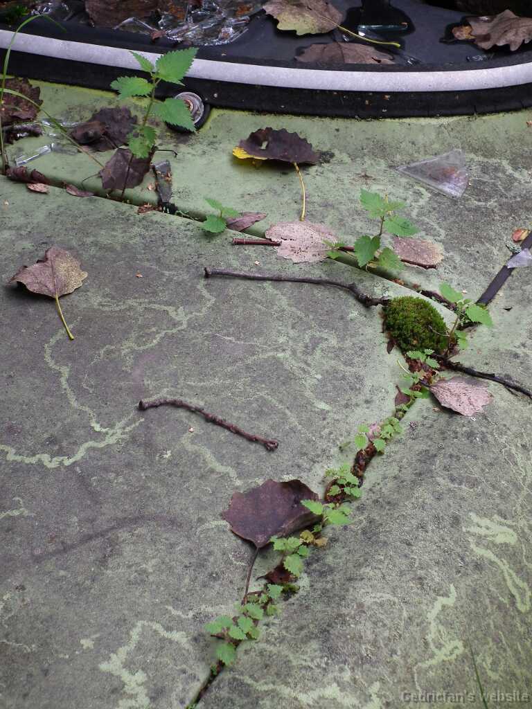 DSCF4564
