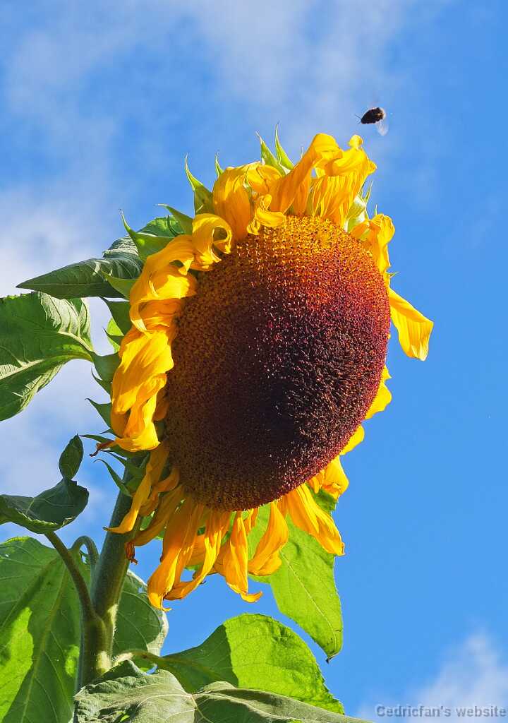 DSCF4433